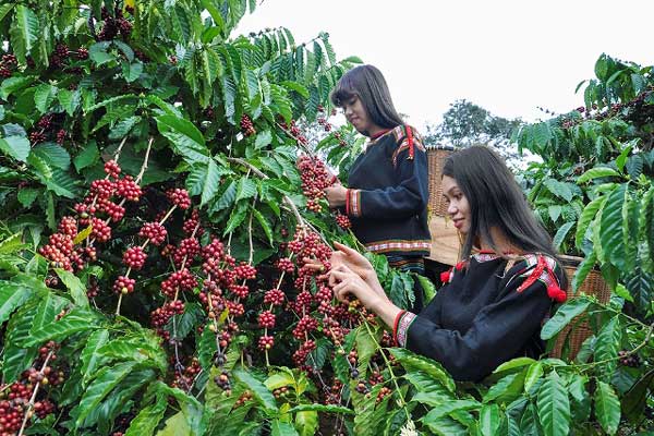 Cà Phê Robusta được trồng chủ yếu tại Việt Nam